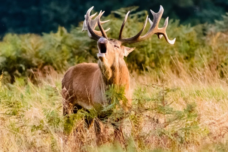 a deer that is standing in the grass, by Dietmar Damerau, pexels, screaming yelling, bisley, calmly conversing 8k, masterpiece w 1024