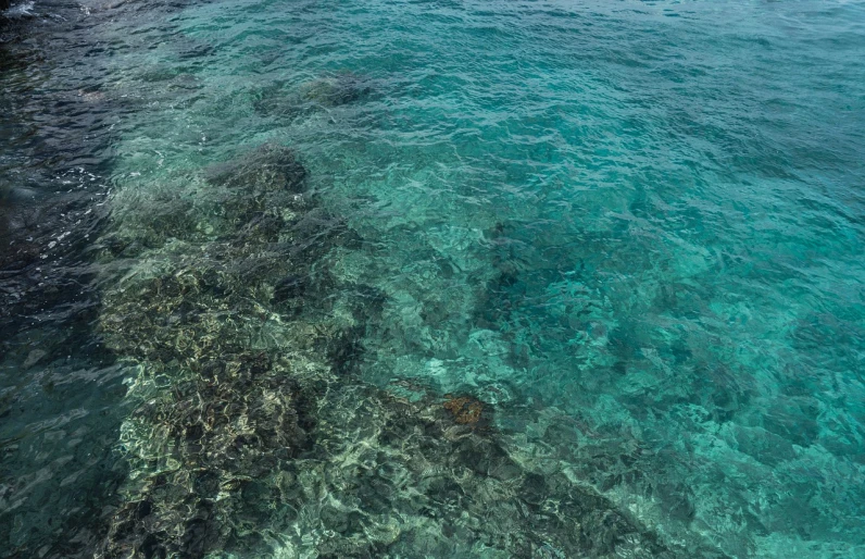 a person riding a surfboard on top of a body of water, by Richard Carline, delicate coral sea bottom, high resolution texture, few vivid turquoise highlights, stagnant water