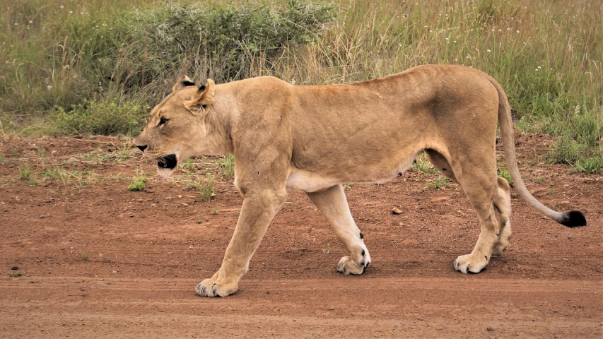 a lion walking across a dirt road, a portrait, flickr, young female, unmistakably kenyan, 2 0 1 9, robot lion