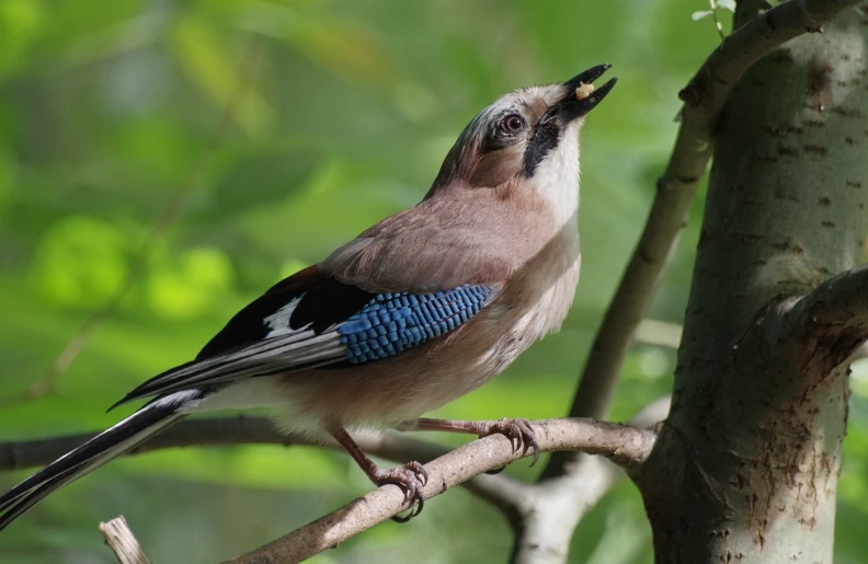 a bird sitting on top of a tree branch, dada, large blue eyes, having a snack, ukrainian, singing