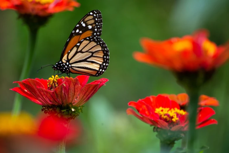 a close up of a butterfly on a flower, by Dave Melvin, renaissance, monarch butterflies, red and orange colored, cosmos in the background, mid shot photo