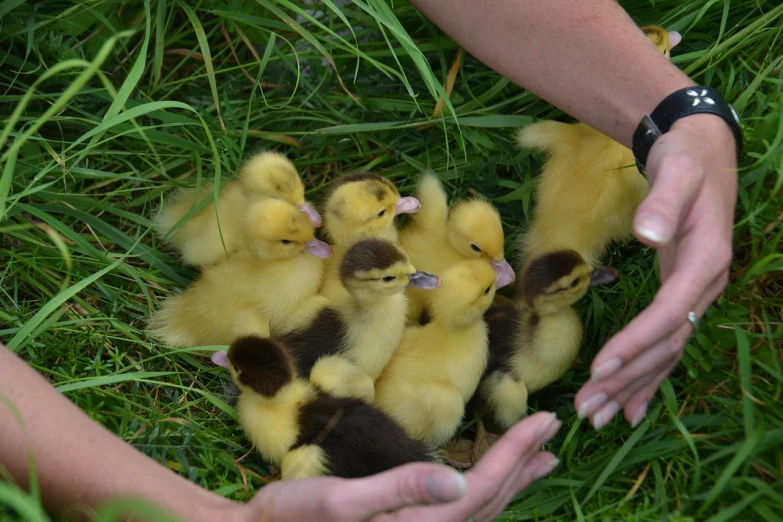 a bunch of ducks that are in the grass, by Susan Heidi, flickr, hands, extremely cute, photograph credit: ap, in a circle