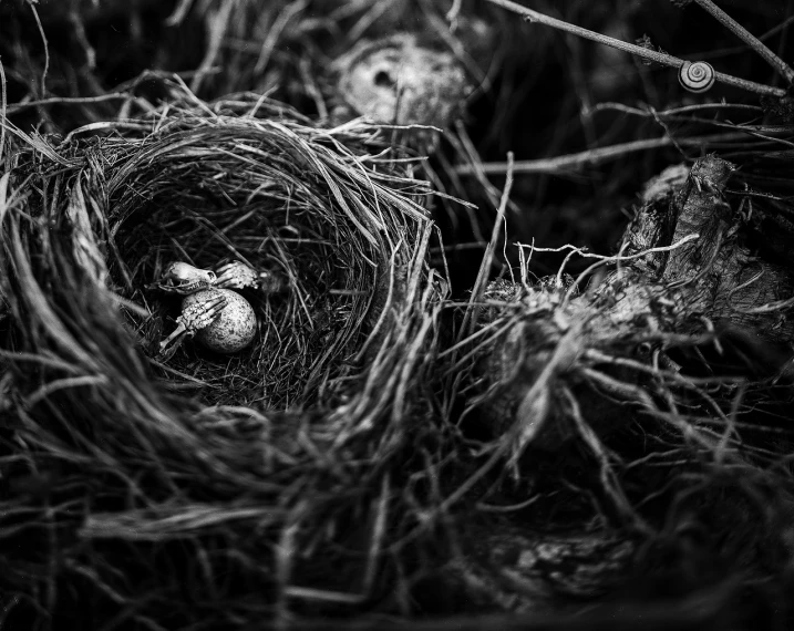 a black and white photo of a bird's nest, a black and white photo, by Matthias Weischer, featured on cgsociety, birds are all over the ground, spring, full of details, sweet home