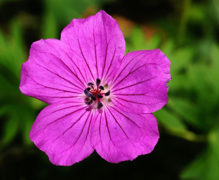 a close up of a purple flower with green leaves in the background, a macro photograph, pink petals fly, top down view, flash photo, flax