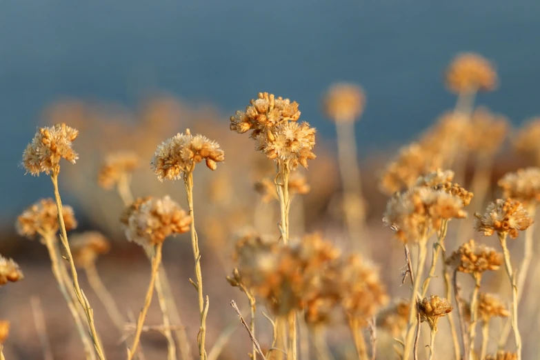 a field of yellow flowers with a blue sky in the background, a macro photograph, by Linda Sutton, shutterstock, minimalism, the dead sea, at sunset in autumn, muted brown, highly detailed picture