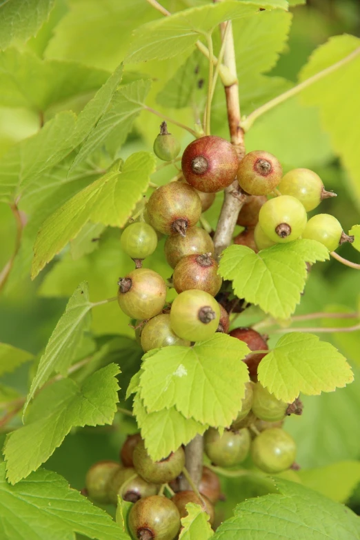 a close up of a bunch of berries on a tree, by Maria Johanna Görtz, shutterstock, bauhaus, birch, poison ivy, stock photo, 19th-century