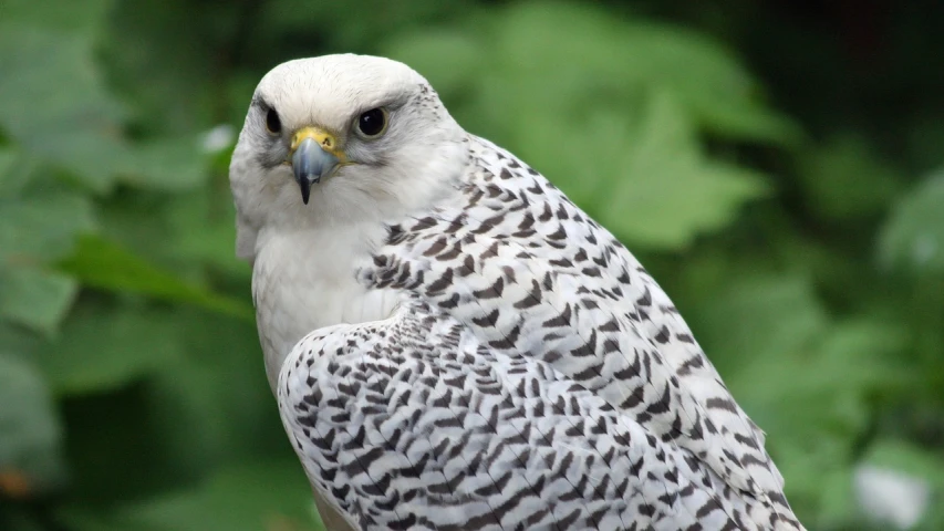 a close up of a bird of prey, by Maksimilijan Vanka, flickr, white with black spots, from wheaton illinois, with a pointed chin, white hairs