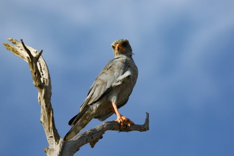 a bird sitting on top of a tree branch, shutterstock, hurufiyya, falcon, samburu, stock photo, pallid skin