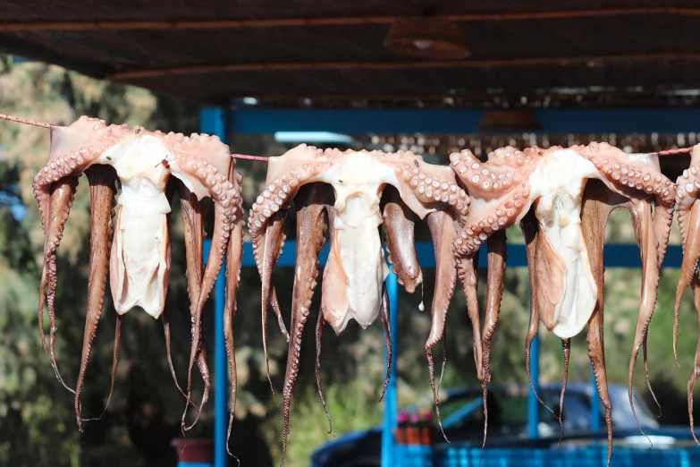 a bunch of octopus tentacles hanging from a line, a picture, shutterstock, turkey, ready to eat, animal skull, 3 4 5 3 1