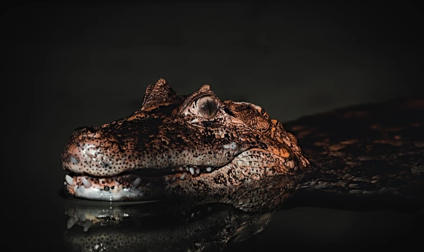 a close up of an alligator's head in the water, a macro photograph, by Jesper Knudsen, on a dark background, highly detailed photo of happy, high contrast hyperrealism 8k, platypus