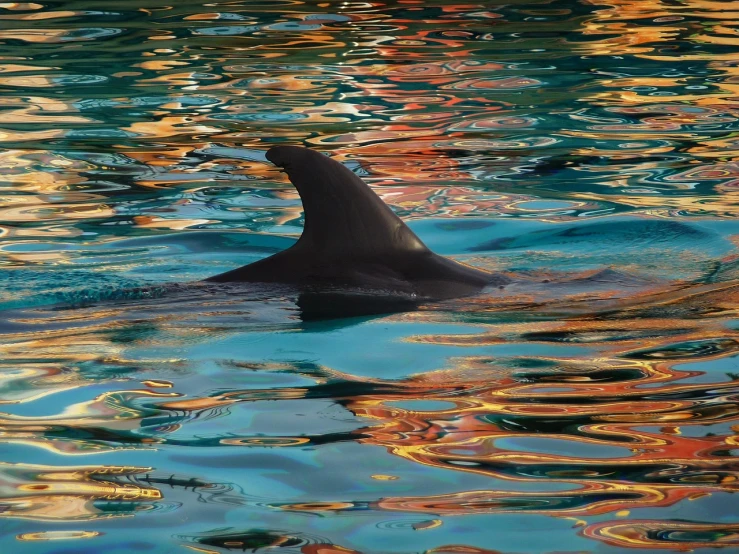 a close up of a dolphin in a body of water, a picture, fine art, reflections in copper, monaco, in the morning light, details and vivid colors