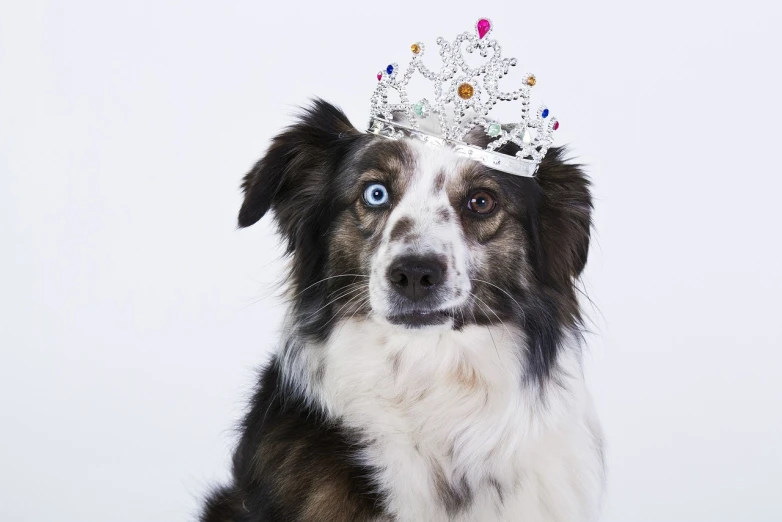 a black and white dog wearing a tiara, by Joe Bowler, shutterstock contest winner, border collie, sparkling blue eyes, internet meme, with a white background