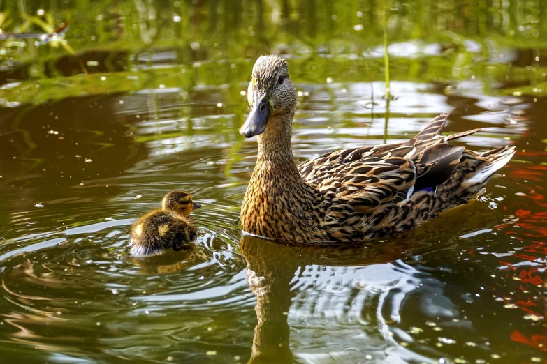 a mother duck and her ducklings swimming in a pond, fotografia, high quality product image”
