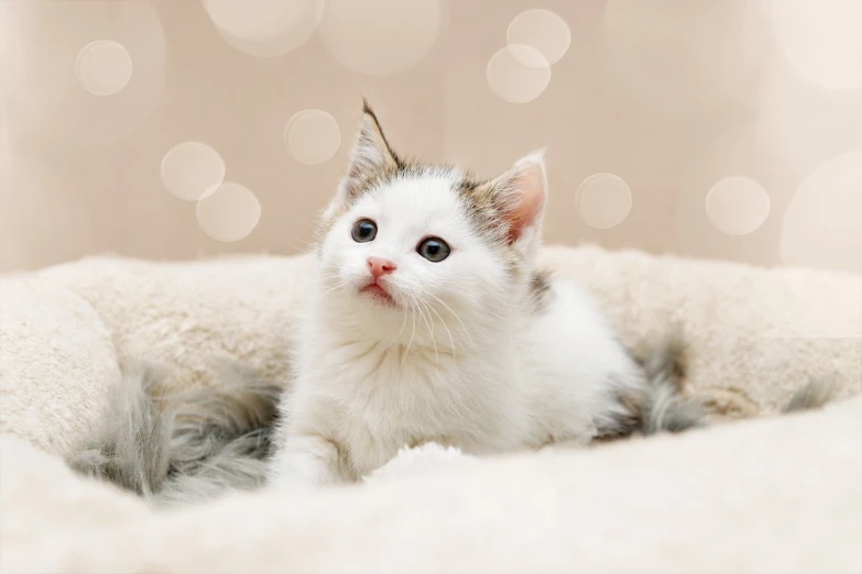 a small white kitten sitting in a dog bed, by Maksimilijan Vanka, shutterstock contest winner, lovely bokeh, avatar image, beautiful wallpaper, on a pale background