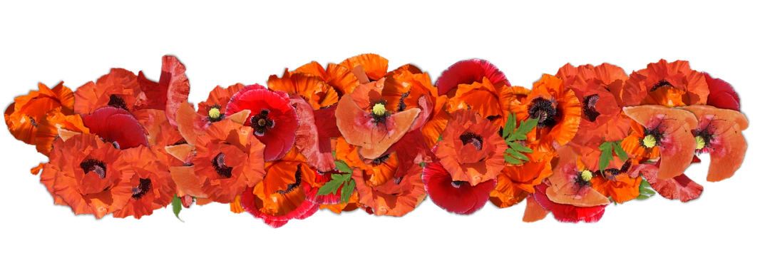 a group of red and orange flowers on a black background, a digital rendering, inspired by Penny Patricia Poppycock, art photography, floral crown, poppy, ani, artem