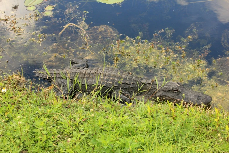 a large alligator sitting on top of a lush green field, a picture, by Tom Carapic, adult pair of twins, high res photo, in a pond, mid shot photo