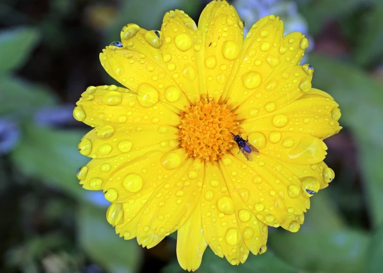 a yellow flower with water droplets on it, by Jan Rustem, maya bee, marigold, just after rain, realistic image