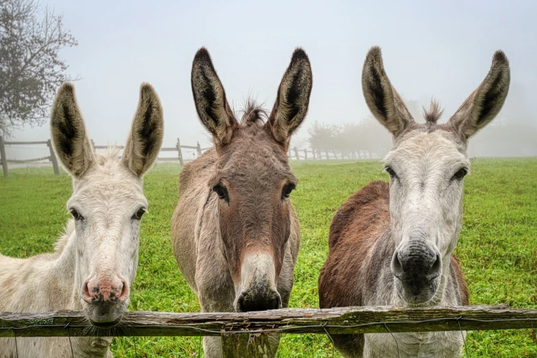 three donkeys standing next to a wooden fence, a picture, by Alexander Fedosav, shutterstock, under a gray foggy sky, wide nose!!!, hdr photo, watch photo