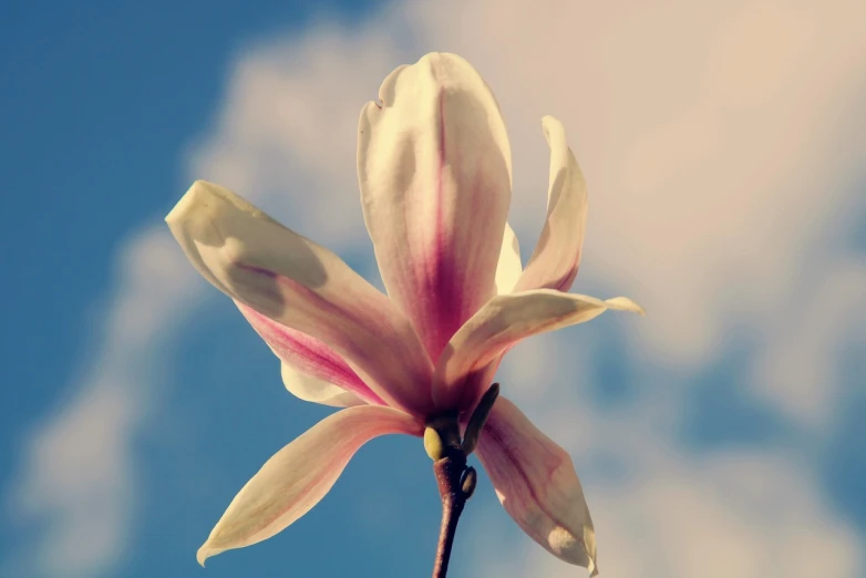 a close up of a flower with a blue sky in the background, a photo, romanticism, magnolia, retro effect, albino mystic, very accurate photo