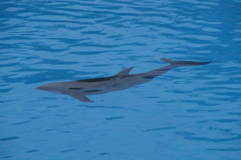 a dolphin swimming in a pool of water, by Daniel Taylor, hurufiyya, with a sleek spoiler, muira, denis velleneuve, not cropped