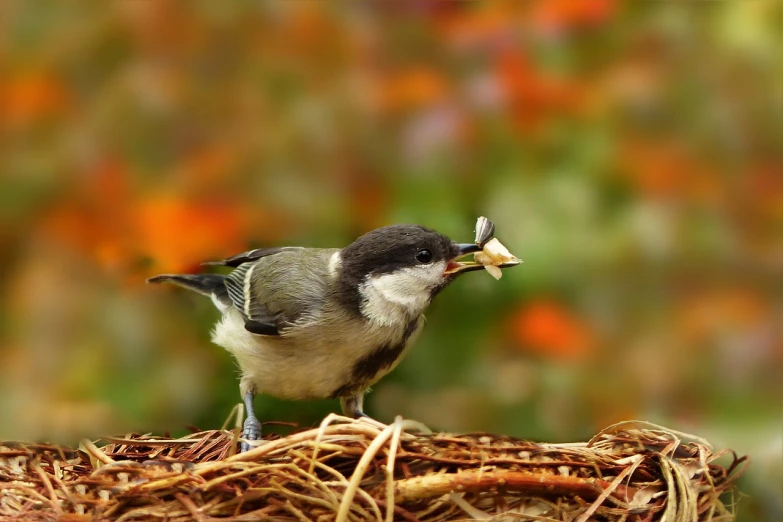 a small bird standing on top of a pile of hay, by Dietmar Damerau, picking up a flower, modern high sharpness photo, with a very large mouth, fully body photo