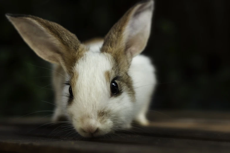 a white and brown rabbit sitting on top of a wooden table, a macro photograph, portrait shot 8 k, aaaaaaaaaaaaaaaaaaaaaa, outdoor photo, 7 0 mm photo