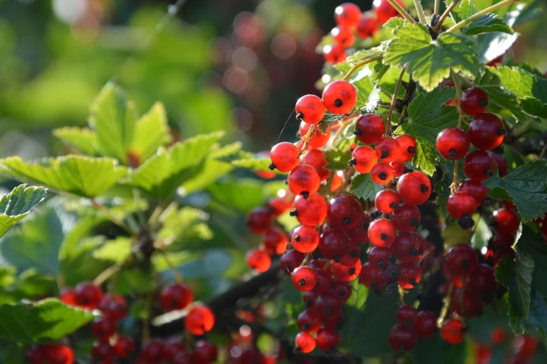 a bunch of red berries hanging from a tree, a picture, by Anato Finnstark, shutterstock, hot with shining sun, midsummer, in red gardens, just after rain
