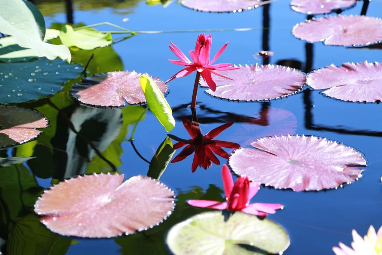 a group of water lillies floating on top of a pond, inspired by Ethel Schwabacher, flickr, pink and red color scheme, great light and shadows”, in marijuanas gardens, hi-res photo