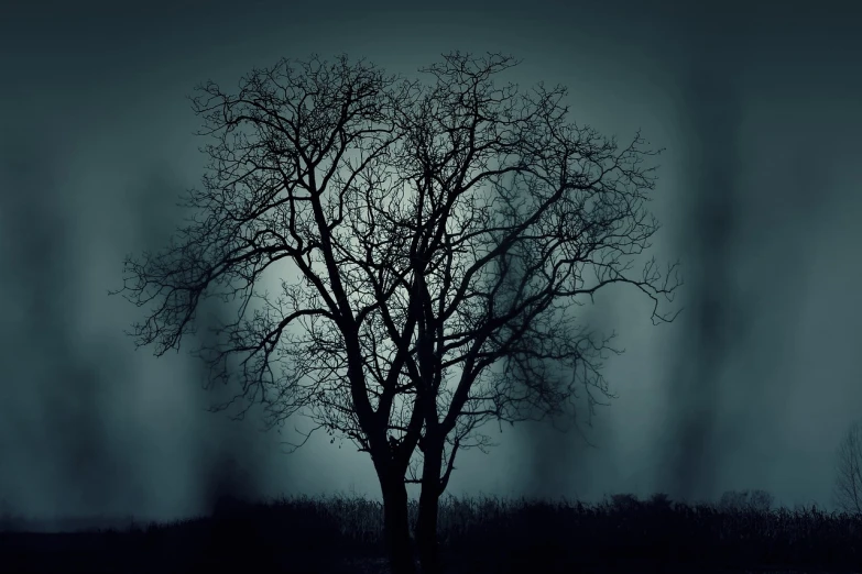 a black and white photo of a tree with no leaves, by Eugeniusz Zak, flickr, gothic art, dark tenebrous blue background, misty night, & a dark, horror image