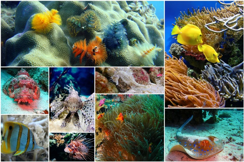 a collage of pictures of fish and corals, ferocious appearance, desktop background, family photo, comfortable