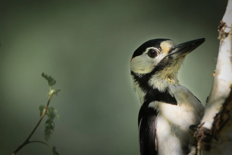 a close up of a bird on a tree branch, shutterstock, bauhaus, close - up profile face, spots, highly realistic photo, 2 0 0 mm telephoto