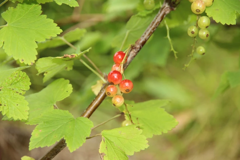 a close up of a bunch of berries on a tree, a picture, bauhaus, istockphoto, birch, h. hydrochaeris, with vegetation