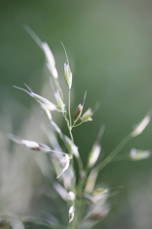 a close up of a plant with a blurry background, a macro photograph, by Linda Sutton, endless grass, white neck visible, short telephoto, an ultrafine detailed photo