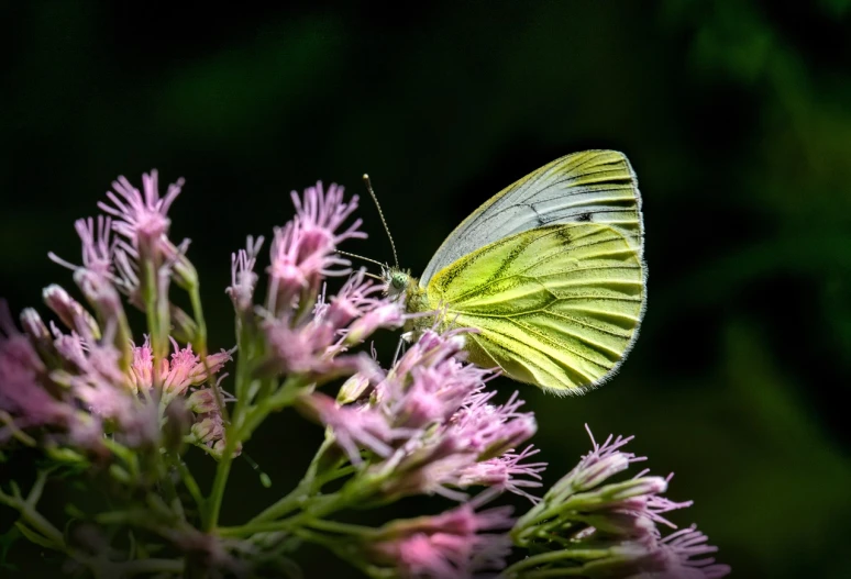 a close up of a butterfly on a flower, a macro photograph, pink white and green, dramatic lighting and colors, brimstone, lone female