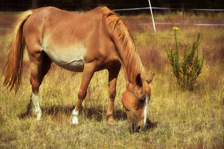 a brown horse eating grass in a field, a photo, inspired by Rosa Bonheur, pixabay contest winner, photorealism, long strawberry - blond hair, post processed denoised, wild beautiful donkey, hybrid of mouse and horse