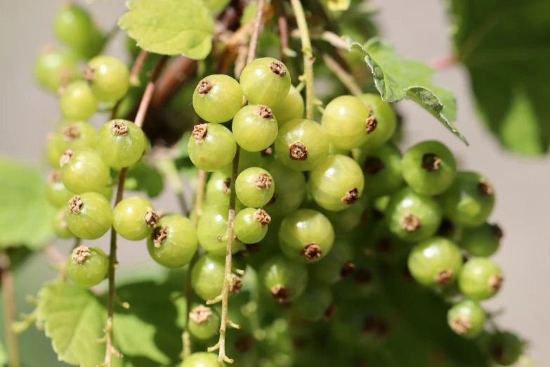 a bunch of green berries hanging from a tree, by Edward Corbett, pixabay, bauhaus, pale green background, closeup 4k, pillar, 🤬 🤮 💕 🎀