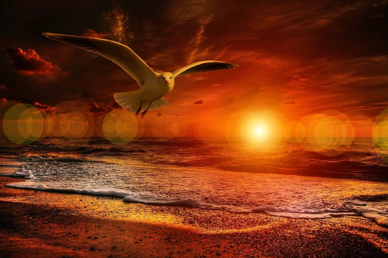 a seagull flying over the ocean at sunset, by Wojciech Gerson, digital art, on the beach during sunset, mid shot photo