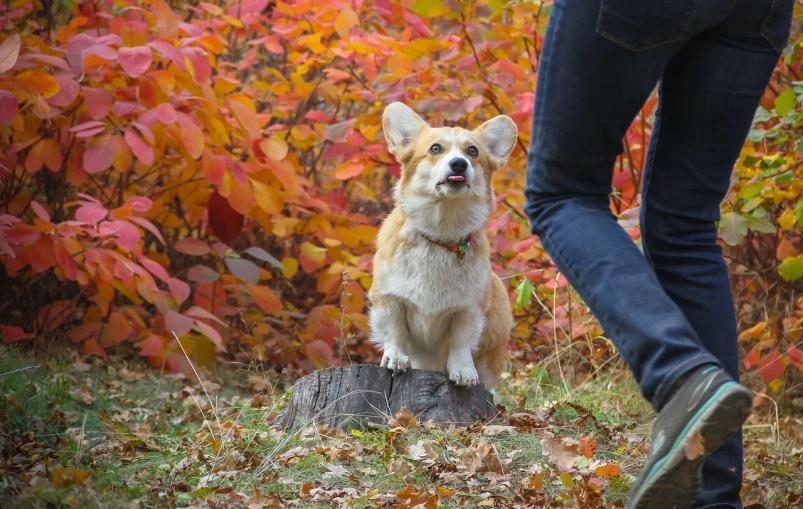 a brown and white dog sitting on top of a tree stump, a portrait, corgi cosmonaut, falling leaves, behind the scenes, walking towards camera