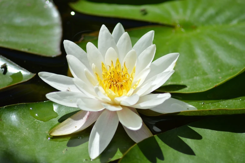 a white flower sitting on top of a green leaf, a picture, by Nancy Carline, shutterstock, waterlily mecha nymphaea, beautiful sunny day, the platonic ideal of flowers, amazing depth