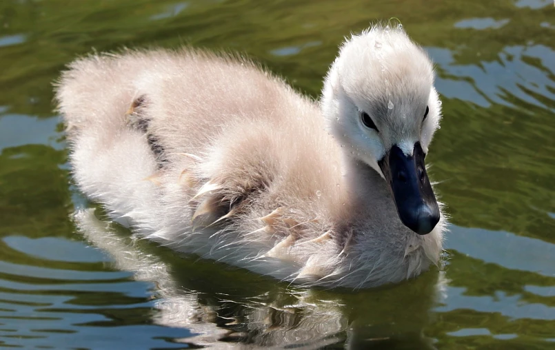 a baby swan is swimming in the water, a picture, by Jan Rustem, zoo photography, swanland, in the sun, fluff