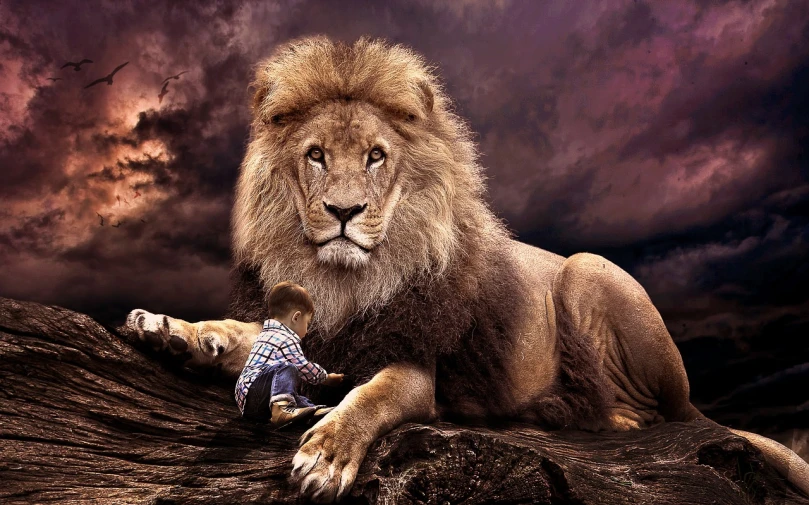 a lion laying on top of a rock under a cloudy sky, a picture, art photography, the man riding is on the lion, toy commercial photo, photo manipulation, cute lion