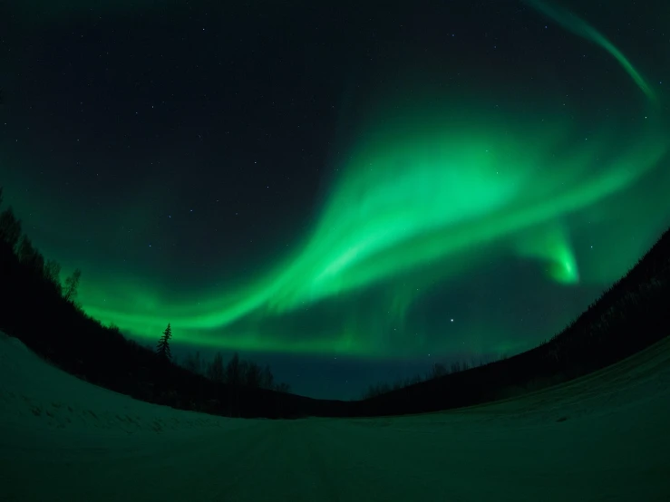 an image of the aurora bore in the night sky, ultrawide angle cinematic view, istock, curvilinear perspective, boreal forest