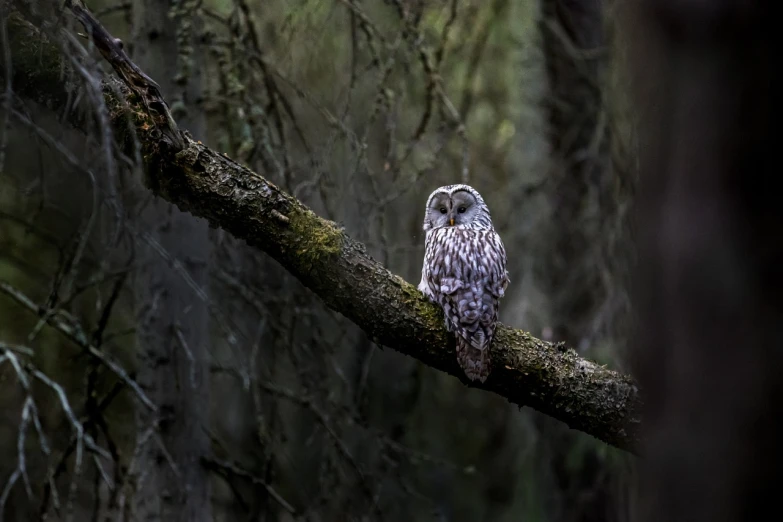 a bird sitting on top of a tree branch, a portrait, glowing white owl, in a rainy environment, grey forest background, scotland