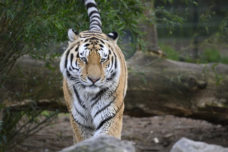 a tiger walking across a dirt field next to a tree, flickr, good looking face, with a white muzzle, catwalk, 4k high res