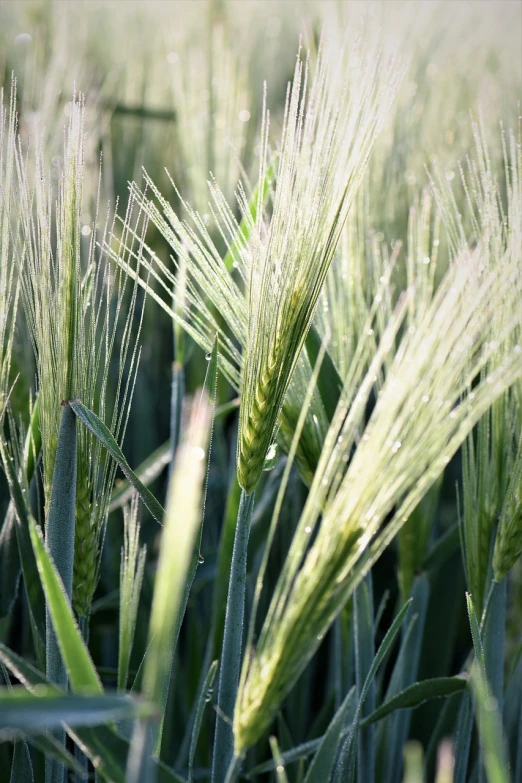 a close up of a field of green grass, by Joseph von Führich, white braids, shot on sony alpha dslr-a300, harvest, grain”