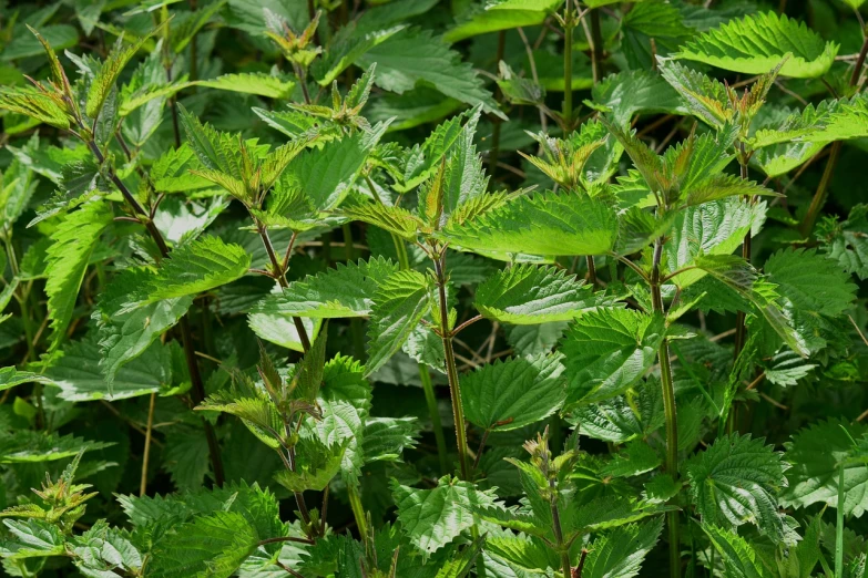 a close up of a bunch of green plants, hurufiyya, raspberry, in a woodland glade, zoomed out, ann stokes