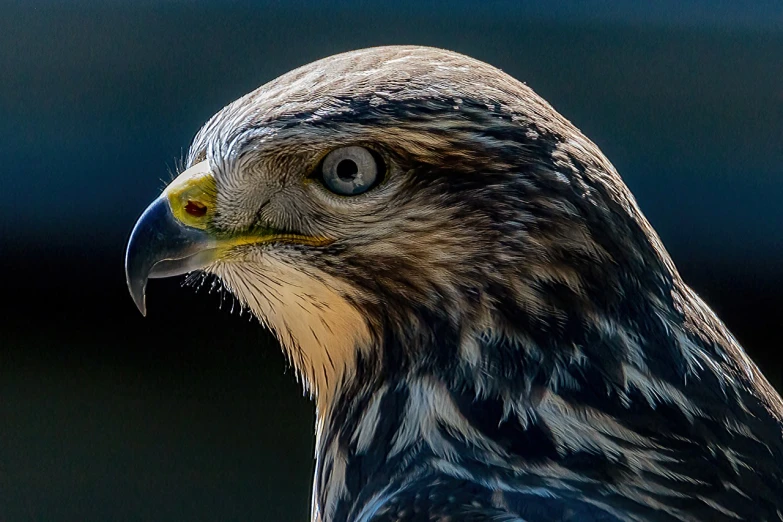 a close up of a bird of prey, a portrait, by Jan Rustem, hdr detail, by greg rutkowski, accurate and detailed, wrinkles