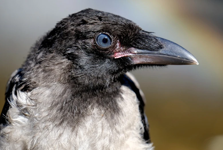 a close up of a bird with a blurry background, a portrait, inspired by Gonzalo Endara Crow, shutterstock, spherical black pupils, highly detailed photo, istock, very sharp photo