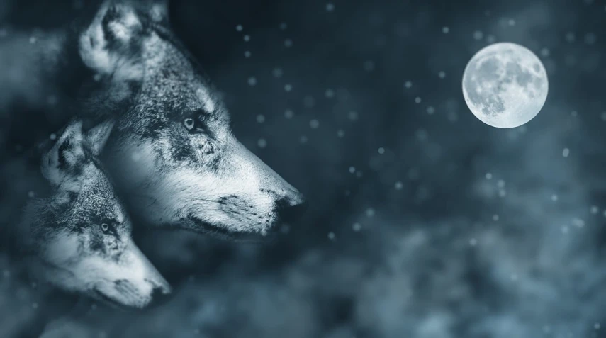 a black and white photo of a wolf with a full moon in the background, digital art, by Adam Marczyński, shutterstock, banner, avatar image, moonlight snowing, middle close up composition