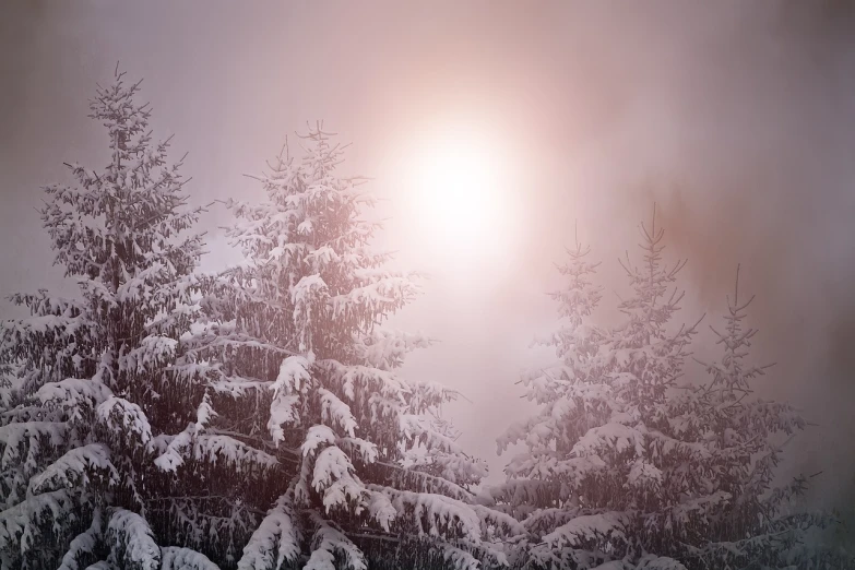 a couple of trees that are covered in snow, pexels, romanticism, hazy sun and mystical, diffused lights, pine, cannon snow covered trees